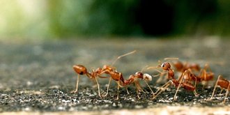 ants