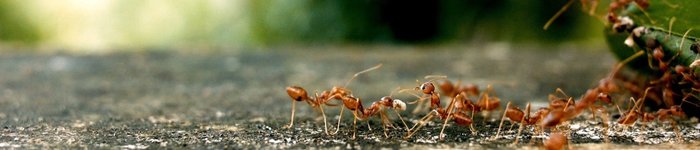 ants