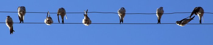 birds on a wire