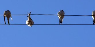 birds on a wire