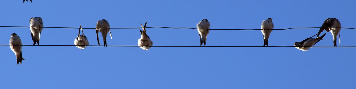 birds-meeting-1309186.jpg